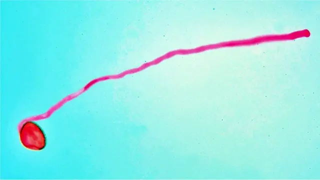 식물은 화분관을 통해 다른 식물의 밑씨에 유전물질을 전달한다. 그러나 기온이 너무 높으면 관련 단백질이 분해될 수 있다