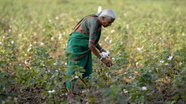 పొలంలో పత్తి సేకరిస్తున్న వృద్ధురాలు