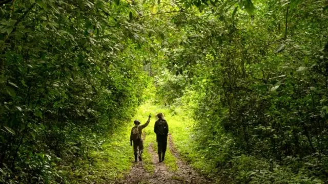 Истраживачи ходају у шуми