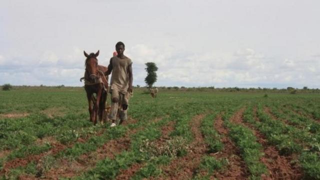 Agriculteur Sénégalais