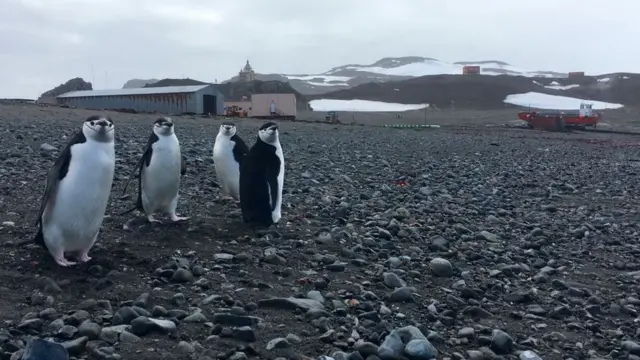 పెంగ్విన్లు