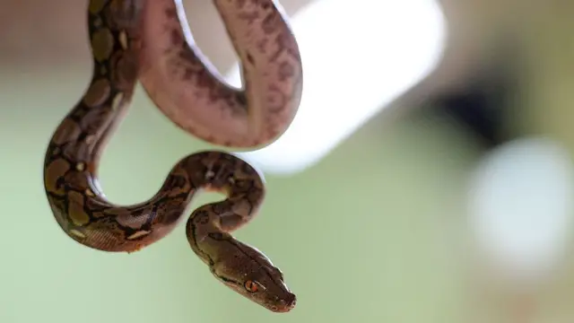 new python snake wey just hatch