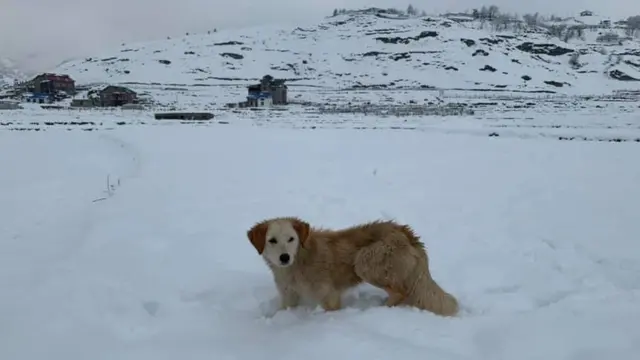 जुम्लामा एक कुकुर हिउँमा