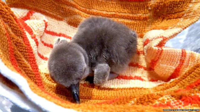 हम्बोल्ट जातीच्या पेंग्विनचे नवजात पिल्लू