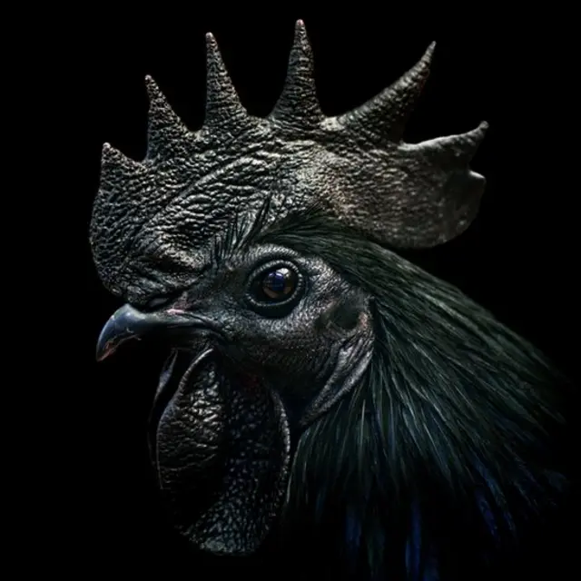 कड़कनाथ