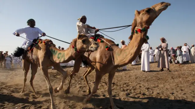 Скачки на верблюдах
