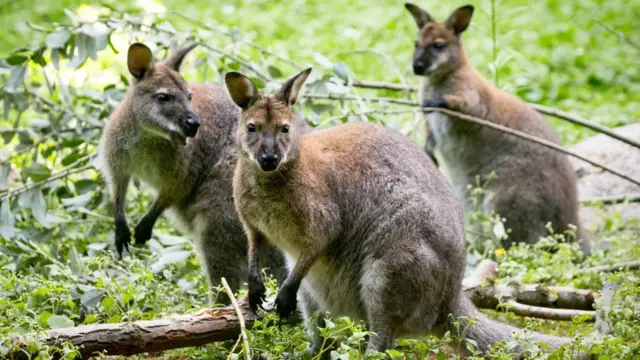 Danas, pedeset do šezdeset crvenovratih valabija slobodno luta ovim nenaseljenim škotskim ostrvom