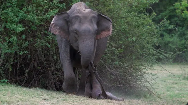 ሓራምዝ፡ ካብ ዝዀነ እንስሳ ዝነውሐ ናይ ጥንሲ እዋን ዘለዎም ኰይኖም ክሳብ 680 መዓልታት ይጸንሑ