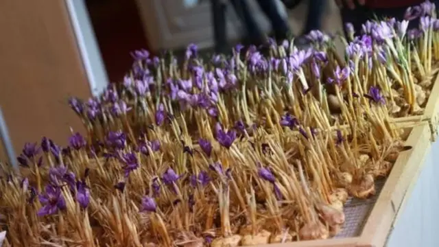 تمه ده چې له دې اندازې څخه سږ کال افغان بزرګران او سوداګر ۲۷ ملیونه ډالر عواید تر لاسه کړي.