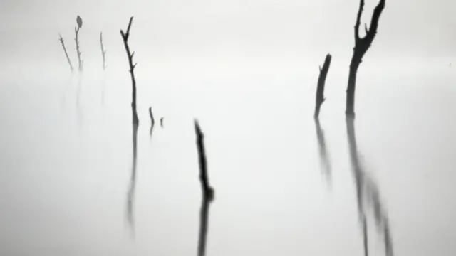 Niebla y unos arboles.