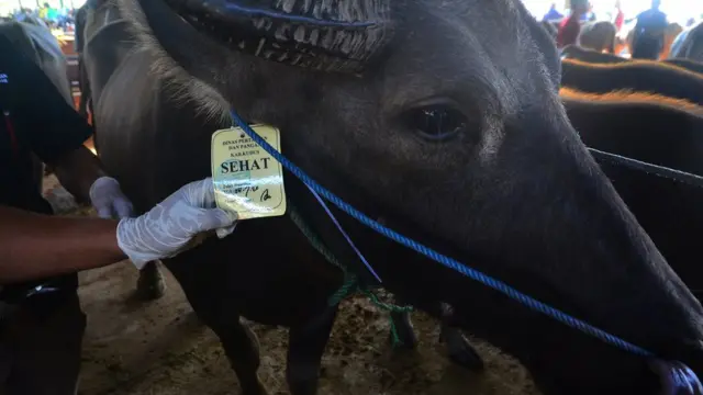 Petugas dari Dinas Pertanian dan Pangan memasang label tulisan Sehat pada seekor kerbau saat pemeriksaan kesehatan hewan kurban yang dijual di pasar hewan, Kudus, Jawa Tengah, Selasa (28/7/2020). Pemeriksaan meliputi kondisi fisik, umur dan pemeriksaan gigi tersebut untuk memastikan kelayakan hewan kurban sebelum dikonsumsi pada saat Hari Raya Idul Adha mendatang.