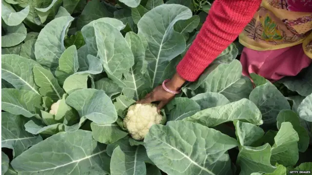 કૃષિ ઉત્પાદકની પ્રતીકાત્મક તસવીર