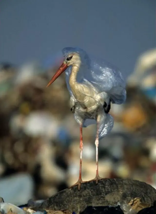 Foto John Cancalosi tentang seekor bangau yang terperangkap dalam plastik muncul kembali pada tahun 2018 ketika National Geographic meluncurkan kampanye Planet atau Plastik?