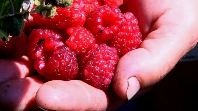 Так от малина росте на фермі пані Наталі