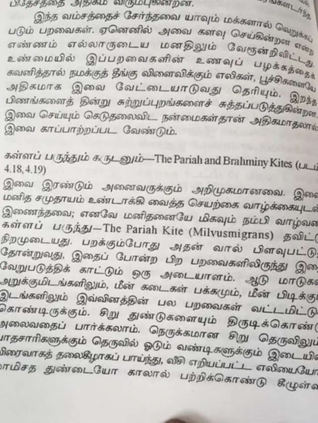 Paraiah and Brahminy Kites: