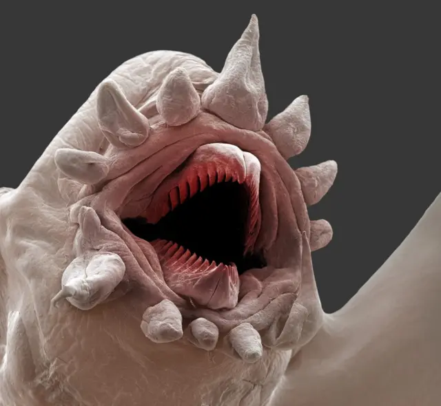 Lepidonotopodium piscesae