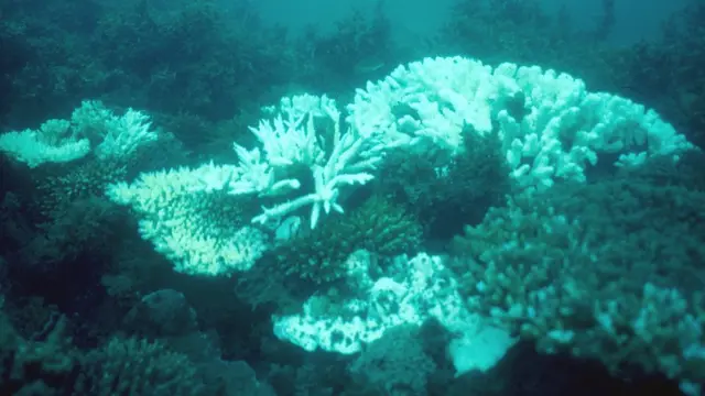 பவள பாறைகள்