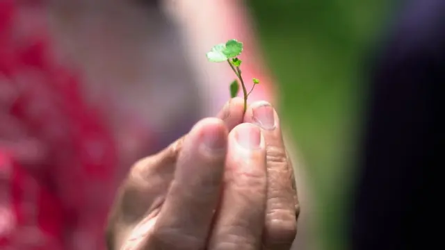 Antanam, Kamp Plantungan