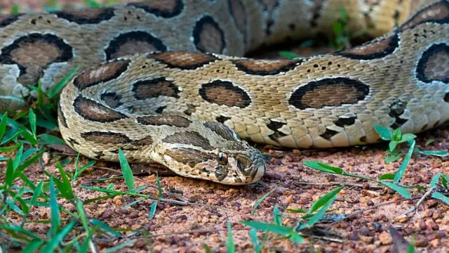 Бриджит Реган есінен танып қалады