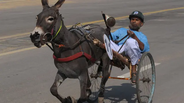 पाकिस्तानी गधे
