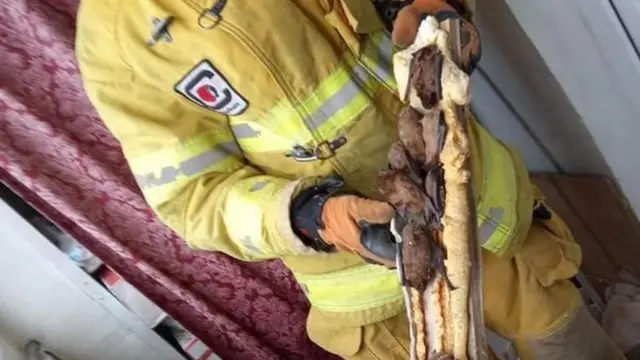 кажани, балкон, рятувальники