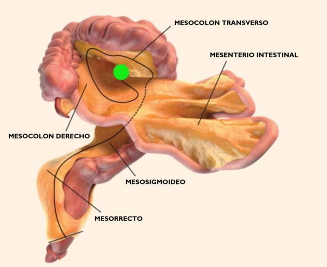 diagrama del intestino grueso humano