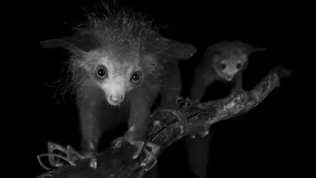 Aye-aye yang terancam punah