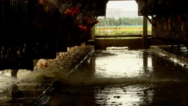 ময়মনসিংহের ত্রিশালে একটি মুরগির খামার। এই খামারের বর্জ্য ব্যবহার করা হয় পাশেই মাছের খামারে মাছের খাদ্য হিসেবে।