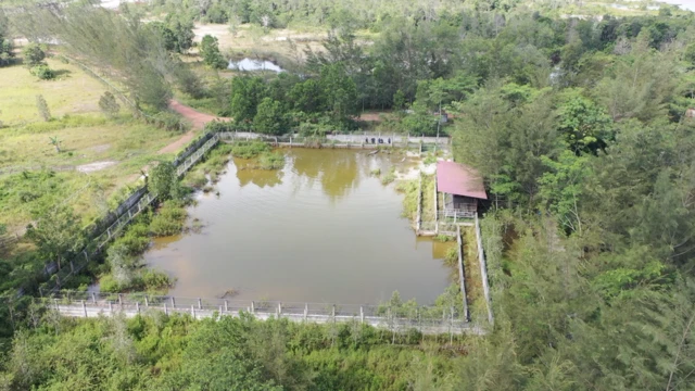 Kolam rehabilitasi buaya Alobi berukuran 30x40 meter dan menampung sekitar 34 ekor buaya muara.