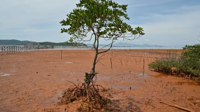 Pohon bakau di tengah air surut di daerah tercemar akibat pertambangan di Pomalaa, Sulawesi Tenggara.