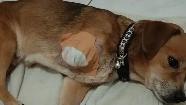 anjing yang tertabrak