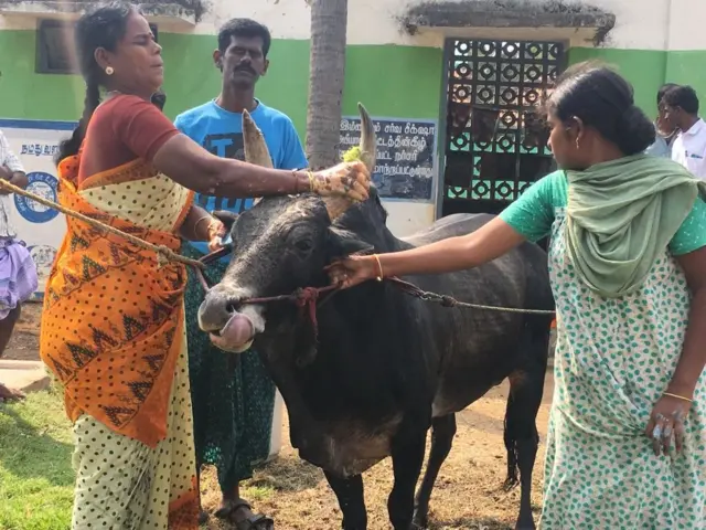ஜல்லிக்கட்டு காளைக்காக திருமணத்தை தவிர்த்த பெண்