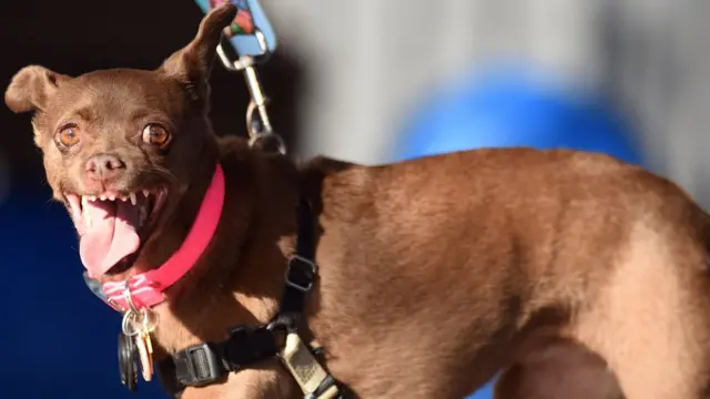 конкурс Найбридкіша собака світу