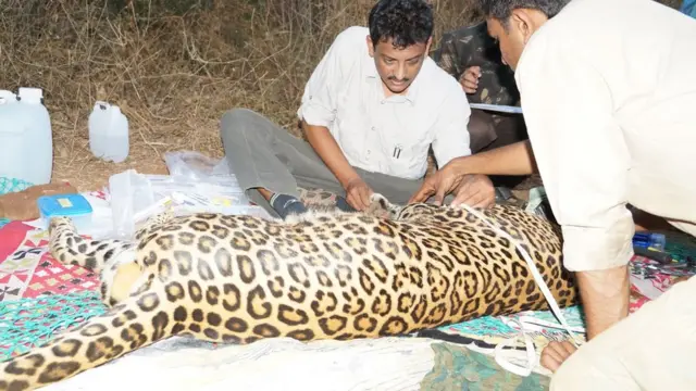 Sanajay Gabbi says he has tracked and radio collared over 100 leopards