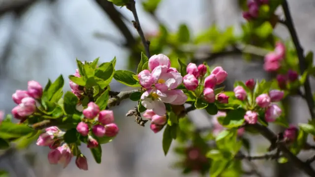 سکردو اور ہنزہ میں موسمِ بہار