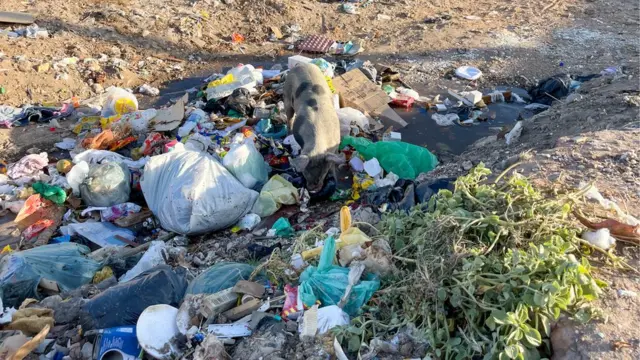 Porco busca comida no lixo ao redor da comunidade