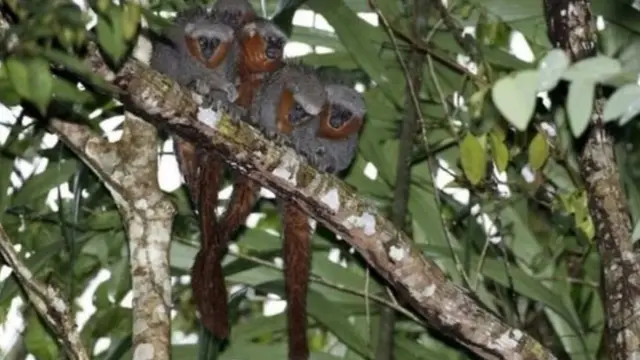 அமேசான்