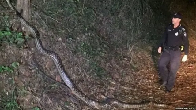 રેટિક્યૂલેટેડ અજગરનો ફોટોગ્રાફ