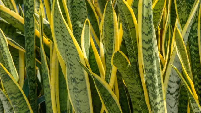 Sansevieria trifasciata
