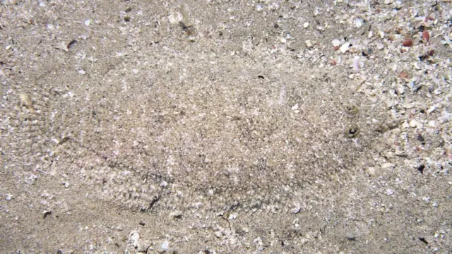 Обыкновенная лиманда (Limanda limanda)