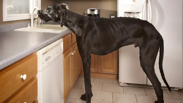 Zeus the great dane