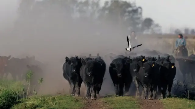Аргентинская говядина славится во всем мире