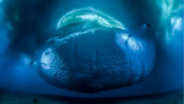 Laurent Ballesta WPY fotoğrafı