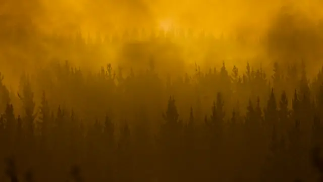 Bosque envuelto por el humo
