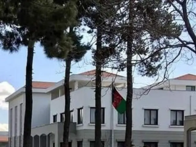 سپیدار