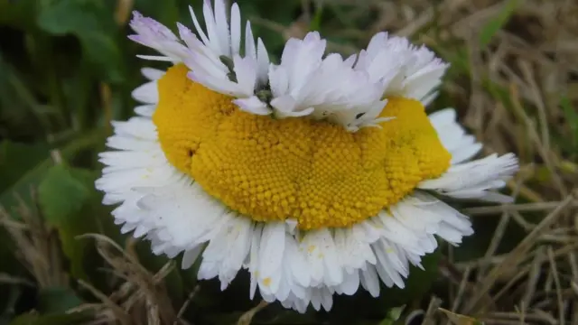 Аномалія рослини