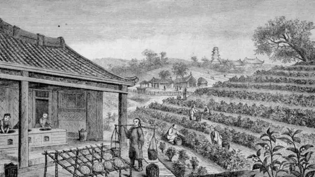 சீனாவிலிருந்து தேயிலை சாகுபடியை ஆங்கிலேயர்கள் திருடியது எப்படி?