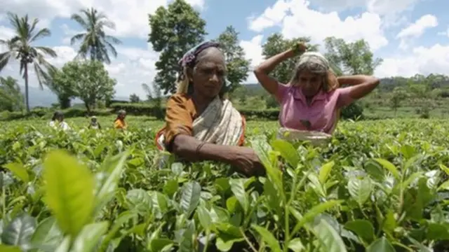 श्रीलंका चाय