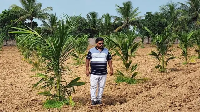 ગુજરાત, બીબીસી ગુજરાતી, નાળિયેરીની ખેતી, જૂનાગઢ, ગીર સોમનાથ, ગુજરાતની ખેતી, નાળિયેરી કેવી રીતે ઊગે, નાળિયેર પાણી