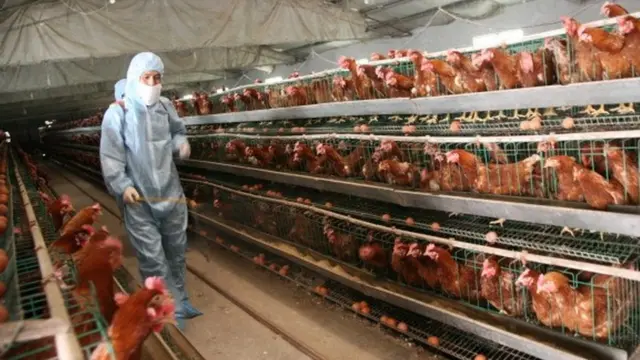 Un criadero industrial de pollos